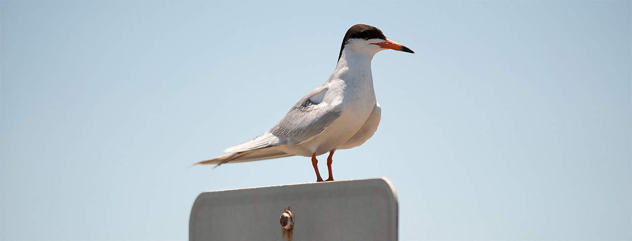 Seagull