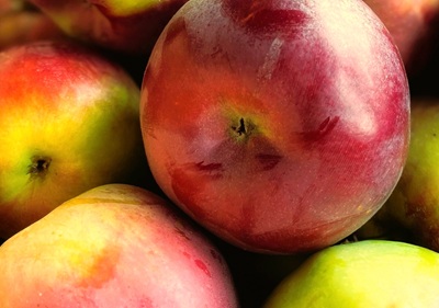 Shoreline Exclusive Fruit Harvest